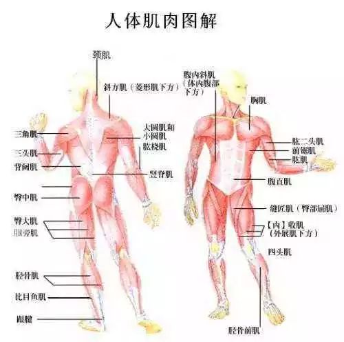 人体肌肉图解