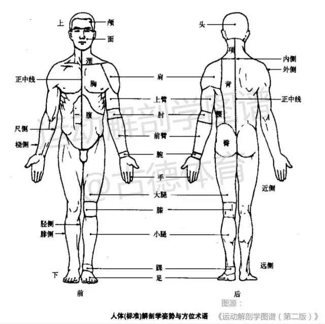 人体运动体位