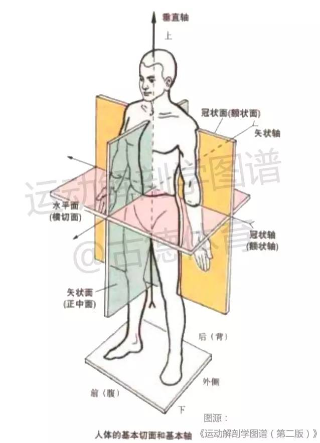 运动解剖学图谱