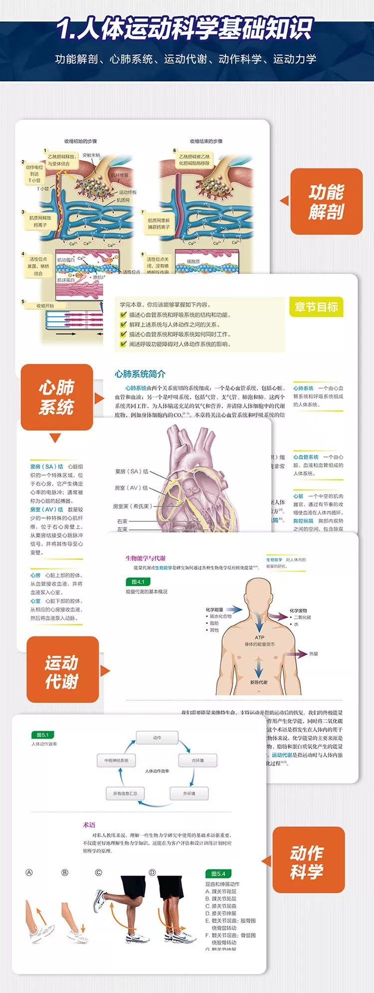 人体运动科学基础知识