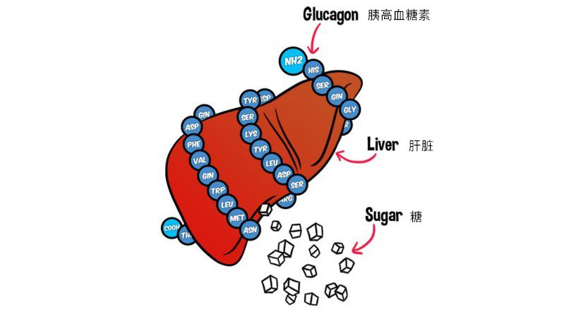 胰高血糖素