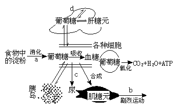 糖原储备