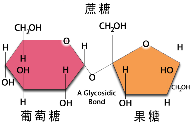 蔗糖的成分