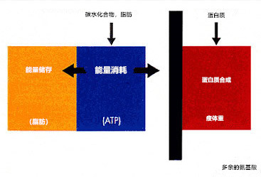 增肌期的你还在避免有氧运动吗？你千万不要犯这个错误。